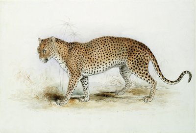 Der Leopard von Edward Lear